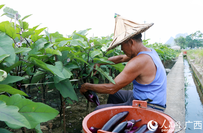 种植户采摘茄子。