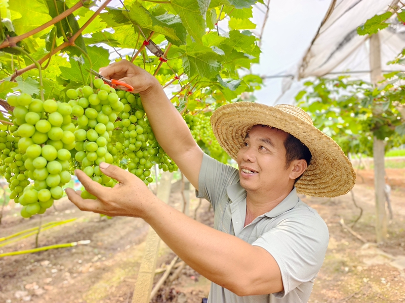 葡萄丰收。