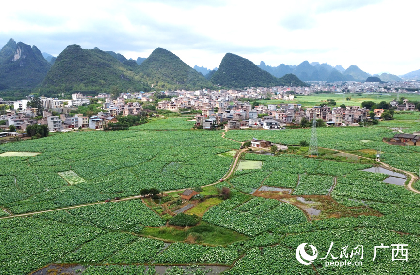 广西桂林市平乐县二塘镇生态莲藕种植基地一隅。