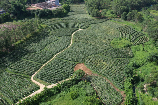 旺茂镇太阳村黑皮冬瓜种植基地航拍。博白县委宣传部供图