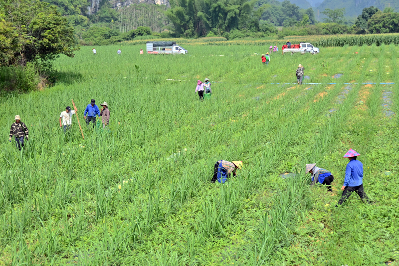 在蔗田套种西瓜基地，群众正在采收西瓜。农盈莹摄