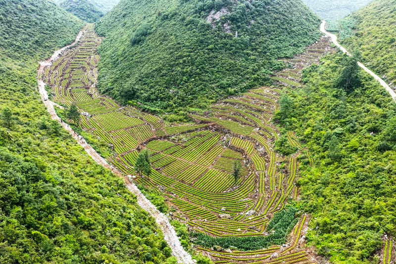 航拍下的魔芋种植基地。赵文朝摄