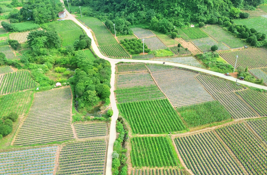 千亩葛根全景。张新元摄