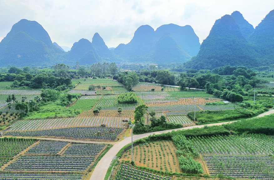 千亩葛根全景。张新元摄