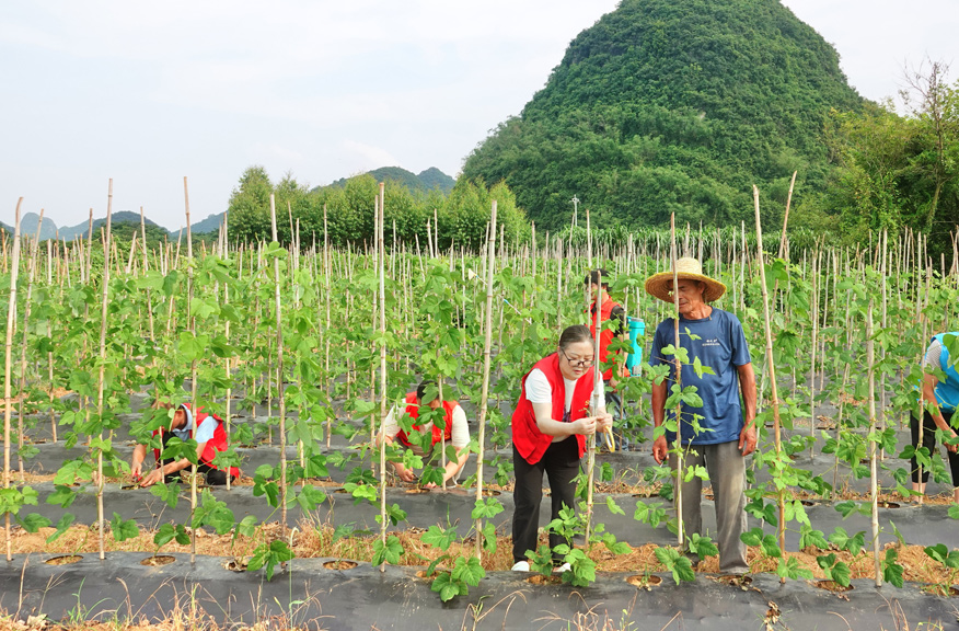 向农户讲解夏管技术要点。杨捷摄