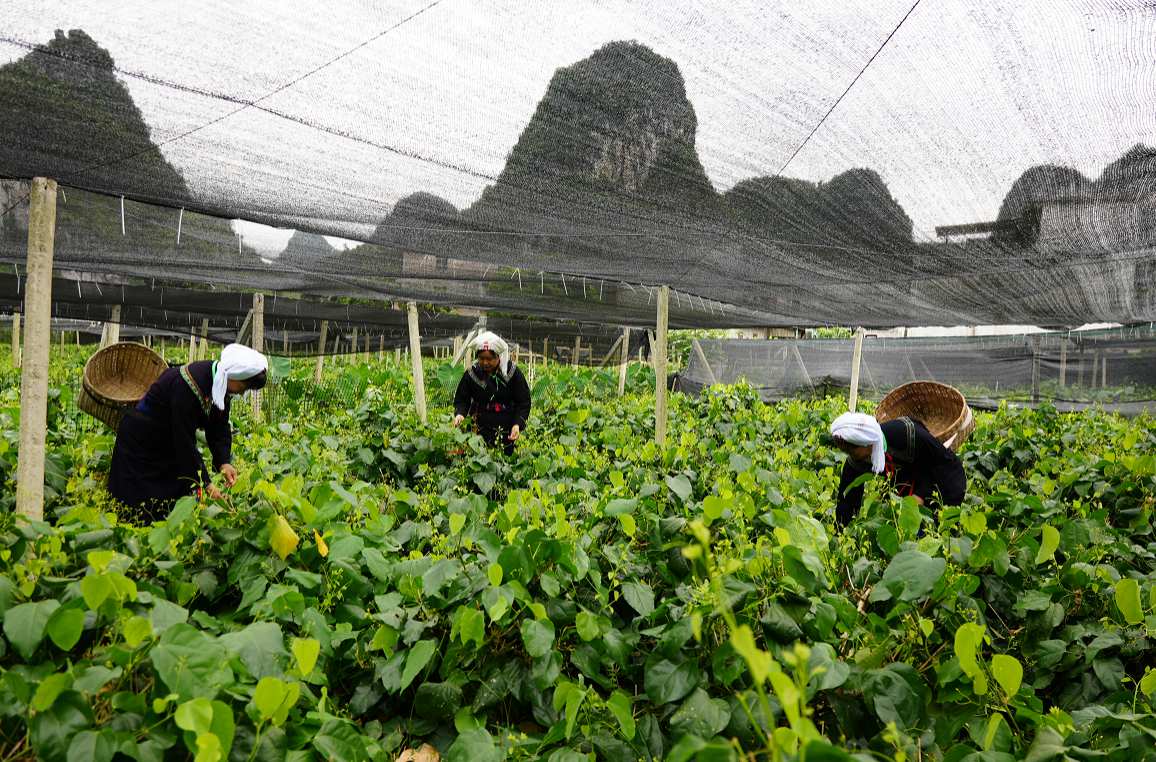 维新村陇蛮寨妇女正在采收龙须菜。甘剑伟摄