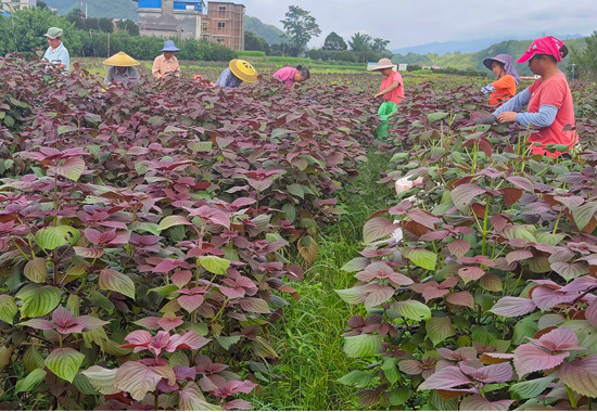 農戶在紫蘇基地干活