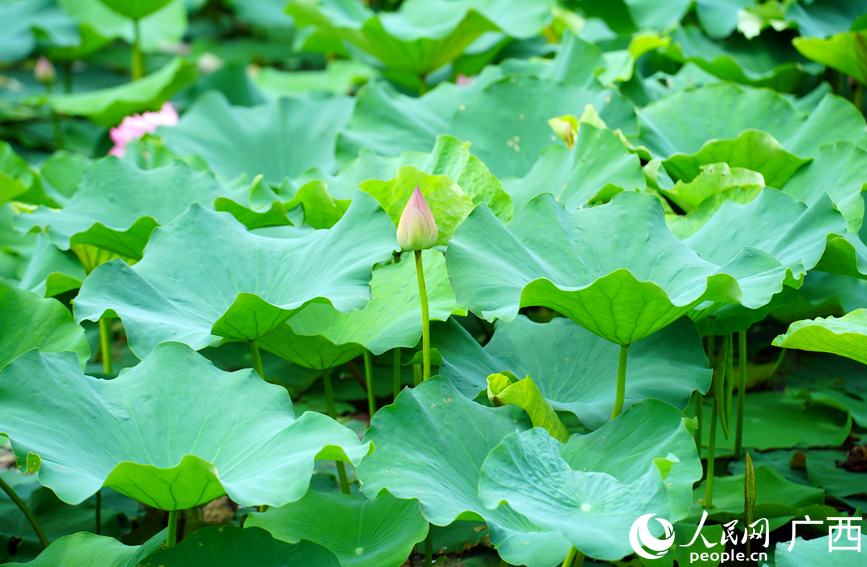 广西大新：荷塘铺画卷 夏日正芬芳