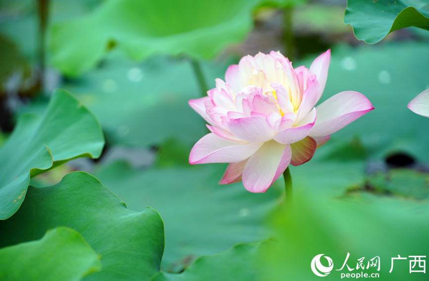 广西大新：荷塘铺画卷 夏日正芬芳