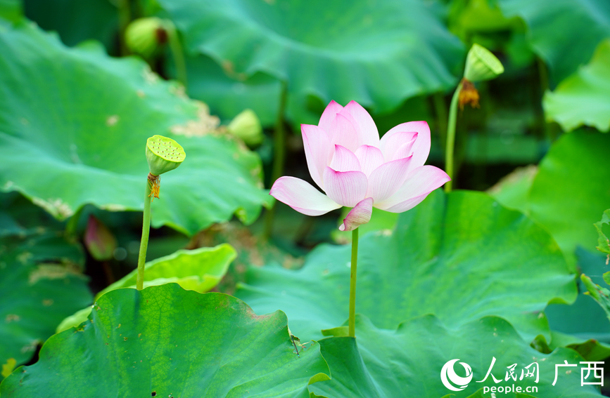 广西大新：荷塘铺画卷 夏日正芬芳