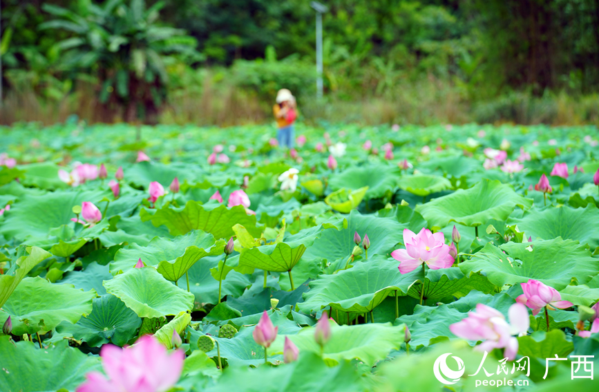 广西大新：荷塘铺画卷 夏日正芬芳