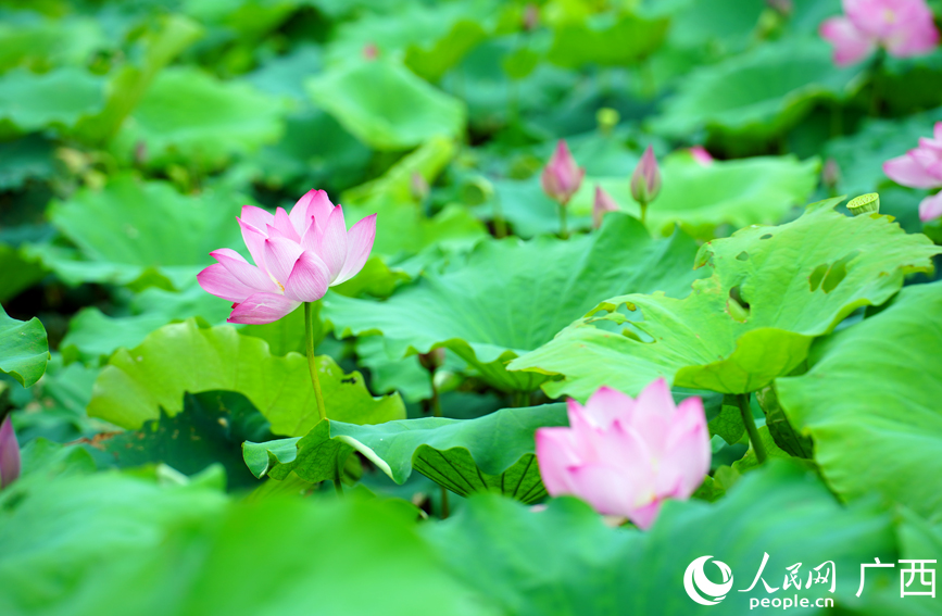 广西大新：荷塘铺画卷 夏日正芬芳