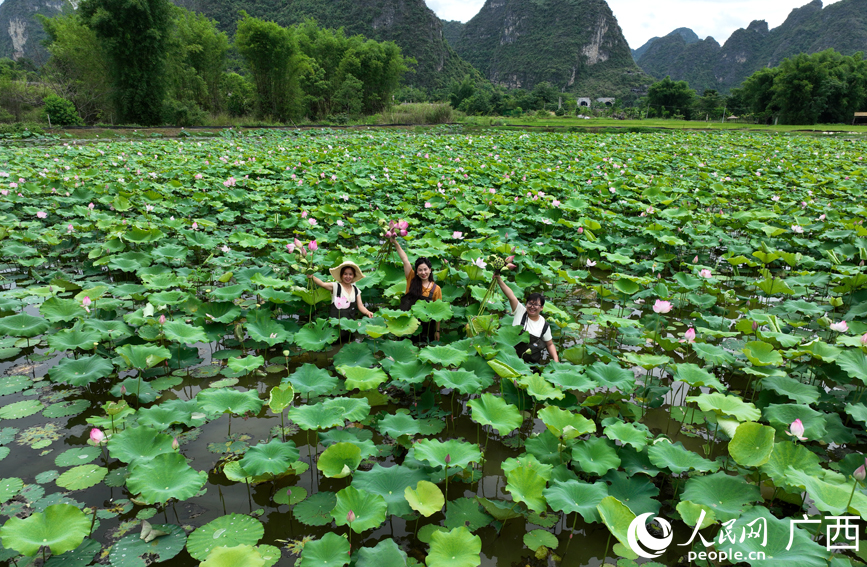 广西大新：荷塘铺画卷 夏日正芬芳