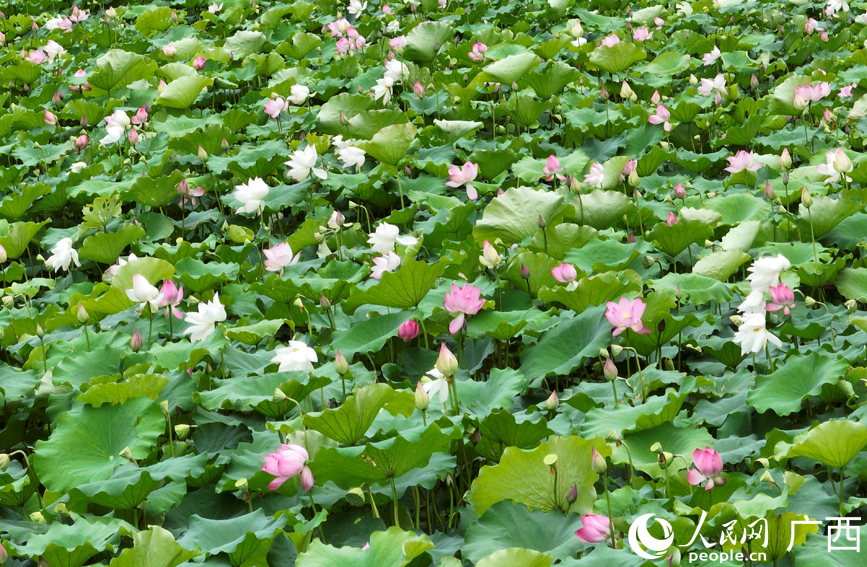 广西大新：荷塘铺画卷 夏日正芬芳