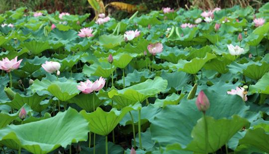環江：碧荷滿池綻芳華 夏日賞荷正當時