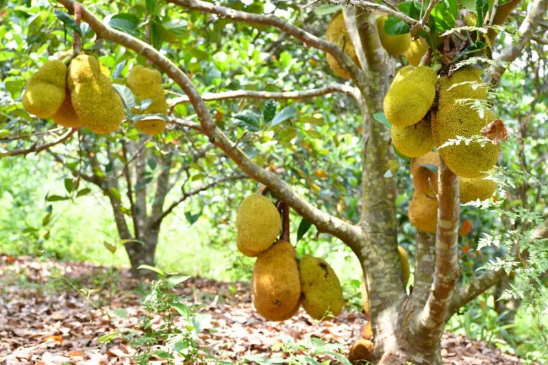 双旺镇白平村菠萝蜜种植基地内，果实挂满枝干。