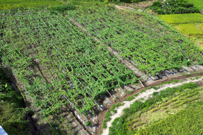 容州镇木井村丝瓜种植基地。