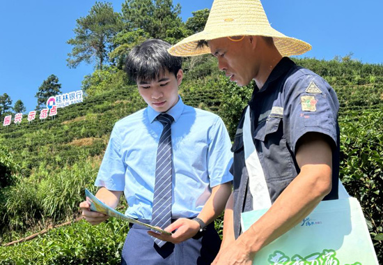 桂林银行工作人员走访梧州市苍梧县六堡镇茶园。桂林银行供图