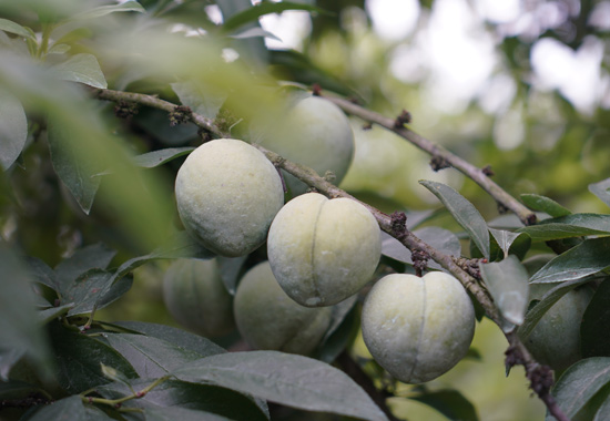 黃金奈李