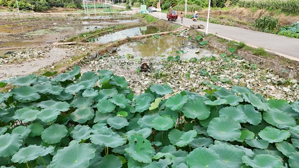 港南区桥圩镇蒙垌村莲藕种植基地。谭天力摄