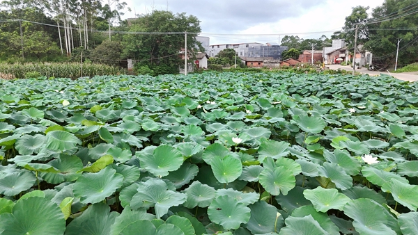 港南区桥圩镇蒙垌村莲藕种植基地航拍。谭天力摄