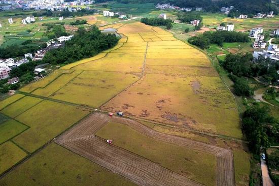 沙河镇长远村水稻种植基地。