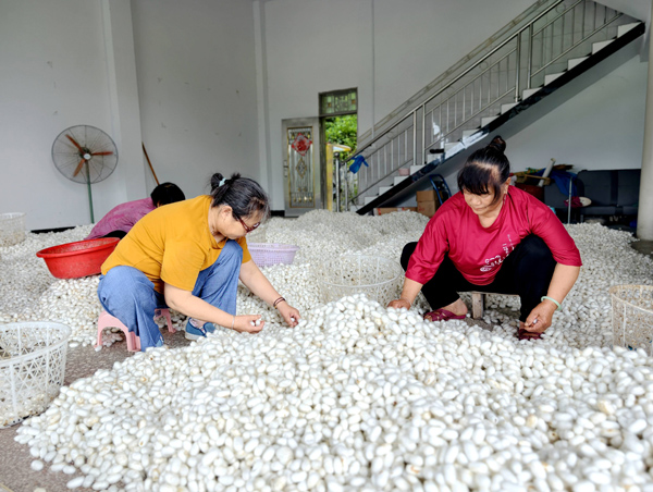 蚕茧收购点工人正在分拣蚕茧。覃恒细摄