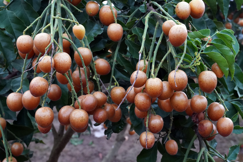 “黑金刚”黄皮挂满枝头。张桐千摄