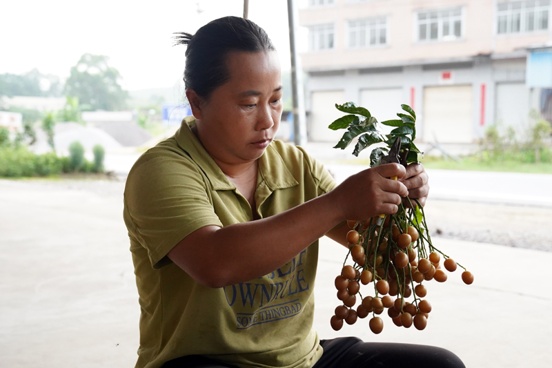 杨朝梅正在整理新鲜采摘下的黄皮。张桐千摄