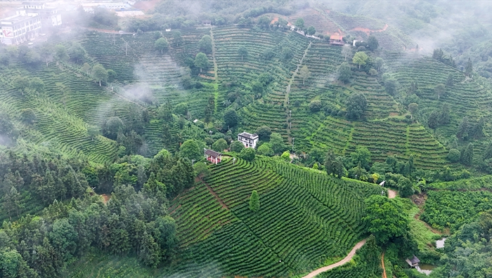 清晨的八集茶园