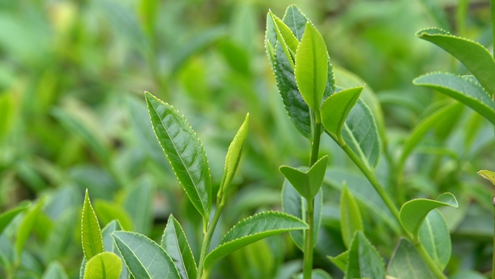 鲜嫩的茶芽