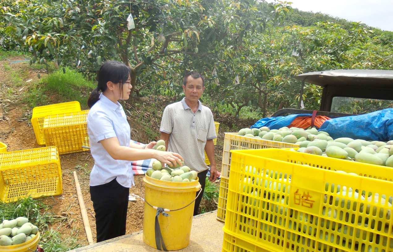 农行百色分行客户经理了解芒果种植户收成情况。黄和相摄