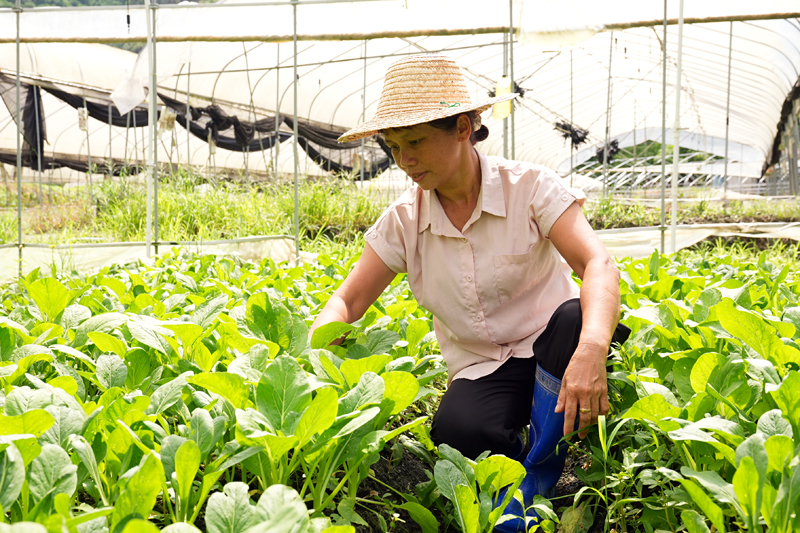陈德新正在检查蔬菜长势。