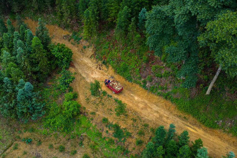 载新鲜灵芝的三轮车行驶在山间林地道路。赵文朝摄