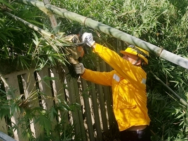 南宁供电段职工正在清理铁路沿线危树。苏倍莹摄