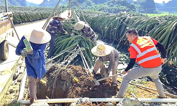 平安产险工作人员帮助农户对果园开展有效防护措施。平安产险广西分公司供图