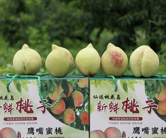 苍梧特色鹰嘴桃产业助农增收