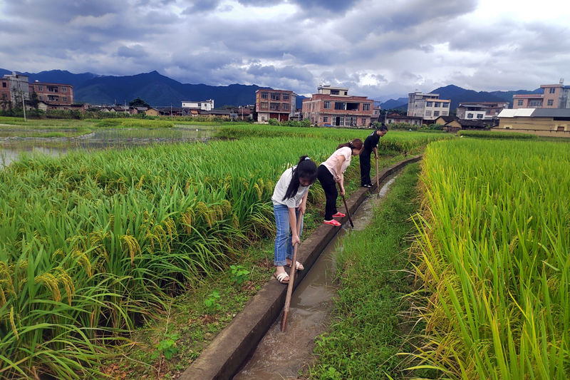 八步区桂岭镇村民在管护水渠。