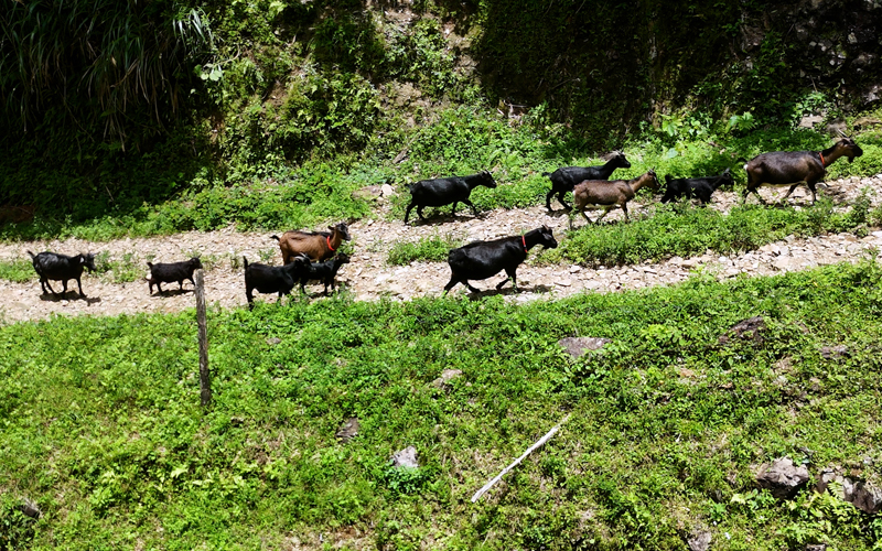 放养的黑山羊。黄秋夏摄