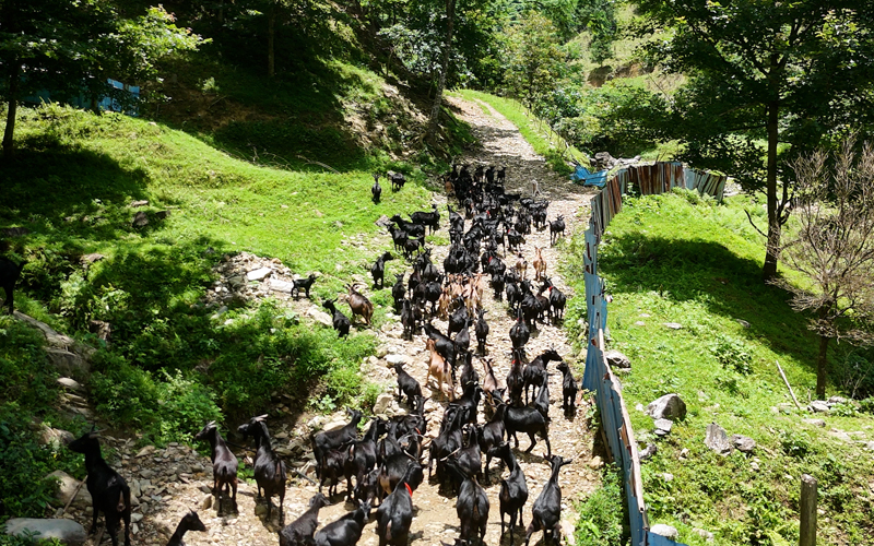 放养的黑山羊。黄秋夏摄