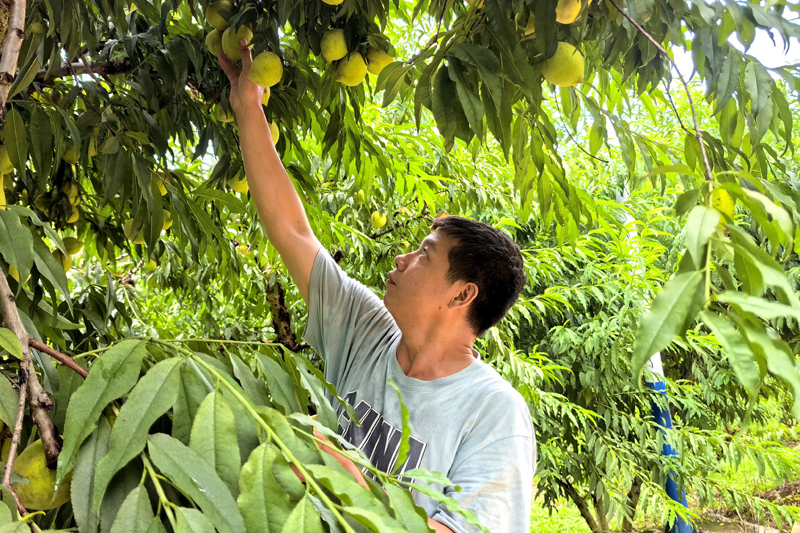 游客在采摘鹰嘴桃。