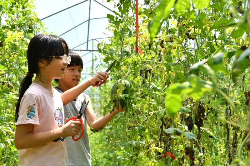 小朋友正在采摘西瓜。