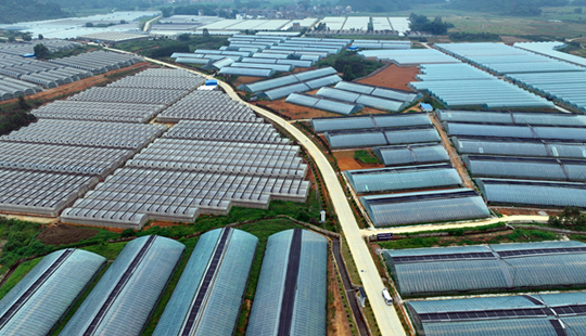 平桂區以數字技術重構現代農業新圖景