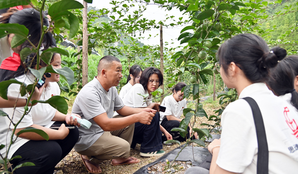 在那坡县德隆乡百香果生产基地进行乡村振兴产业发展调研。谢泽丽摄