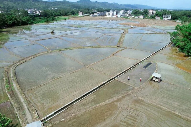 凤山镇云心村水稻种植基地。