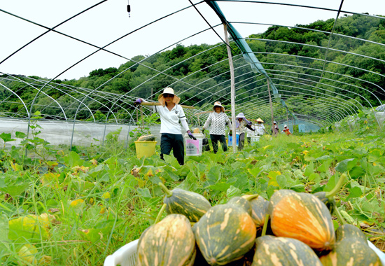 采摘香芋南瓜现场