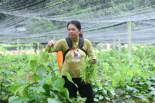 赵莉花正在采摘龙须菜。冯美秀摄