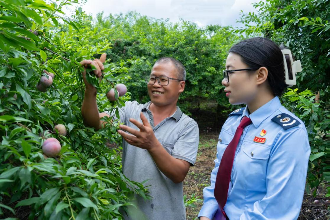 税务干部深入李园，查看果树长势，倾听农户讲述种植管护及产业发展情况。黄威摄