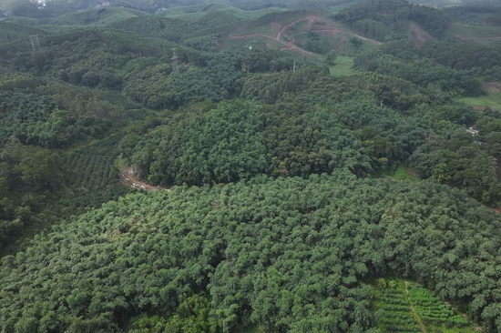 興業縣山心鎮蓬塘村麻竹林