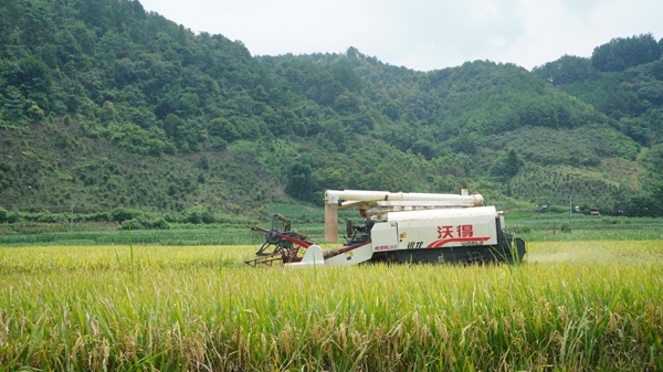 农机手驾驶联合收割机在田间收割早稻